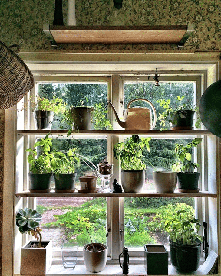 Windowsill Herb Gardens