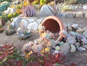 25 Succulent Garden Ideas for Small Spaces